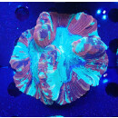 Trachyphyllia geoffroyi special