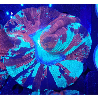 Trachyphyllia geoffroyi special