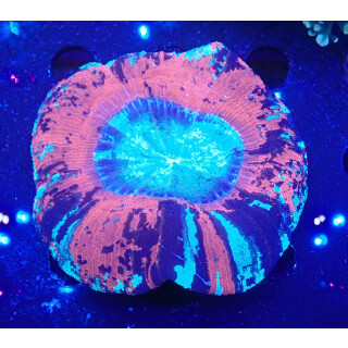 Trachyphyllia geoffroyi special