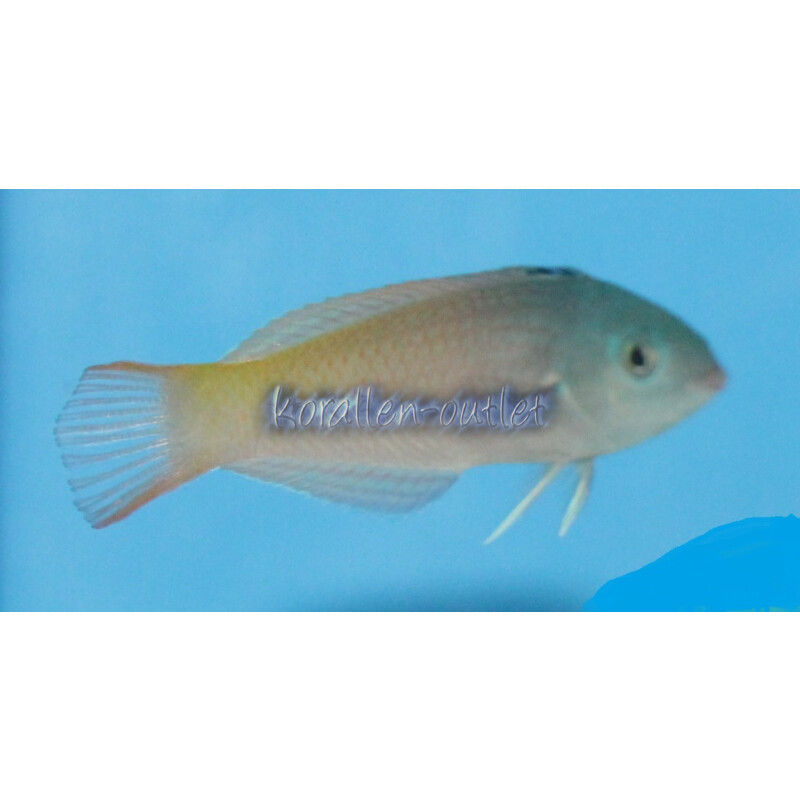 Halichoeres prosopeion - Lippfisch