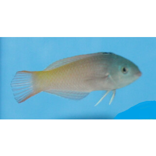 Halichoeres prosopeion - Lippfisch