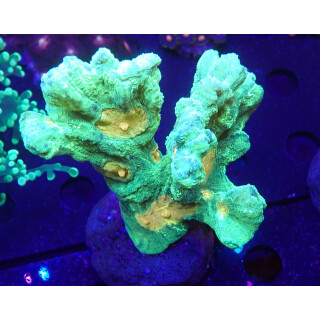 Pectinia "Space Invader"