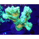 Pectinia "Space Invader"