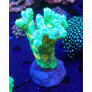 Pectinia "Space Invader"