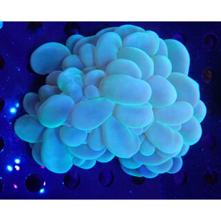 Plerogyra sinuosa XL