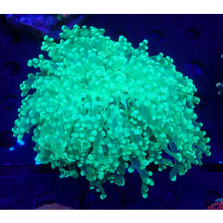 Euphyllia divisa green L