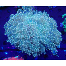 Euphyllia divisa orange L