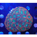 Acanthastrea lordhowensis Farmzucht