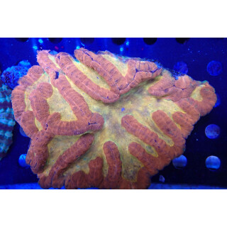 Symphyllia sp. Premium