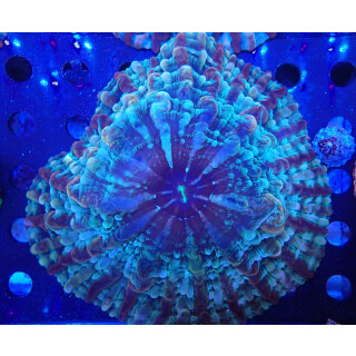 Cynarina/Indophyllia sp.