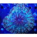 Cynarina/Indophyllia sp.