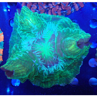 Cynarina lacrymalis green