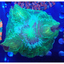 Cynarina lacrymalis green