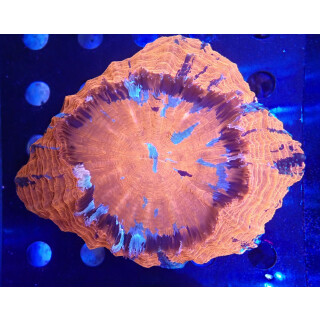 Acanthophyllia deshayesiana Special L