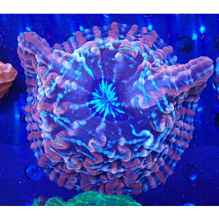 Cynarina/Indophyllia sp.