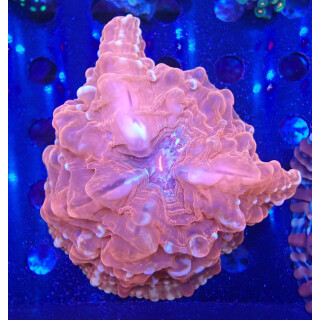 Cynarina lacrymalis red