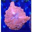 Cynarina lacrymalis red