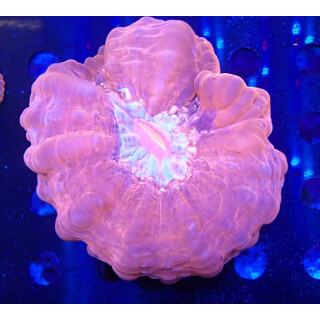 Cynarina lacrymalis red