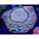 Acanthophyllia deshayesiana Premium XL