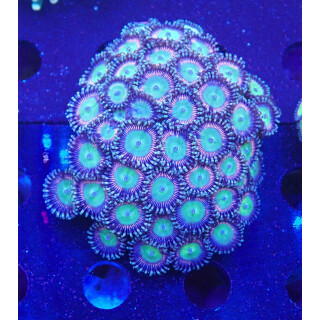 Zoanthus "Candy Apple" XL