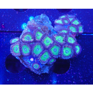 Zoanthus "Candy Apple" S