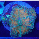 Ricordea yuma Multicolor