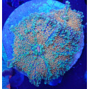 Ricordea yuma Multicolor