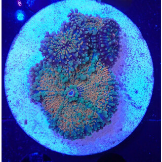 Ricordea yuma Multicolor