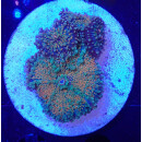 Ricordea yuma Multicolor