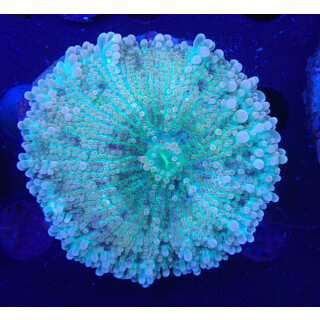 Ricordea yuma Multicolor