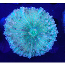 Ricordea yuma Multicolor