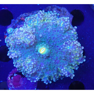 Ricordea yuma Multicolor