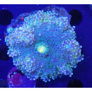 Ricordea yuma Multicolor