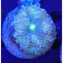 Ricordea yuma Multicolor