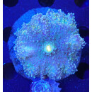 Ricordea yuma Multicolor