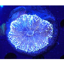 Ricordea yuma Multicolor