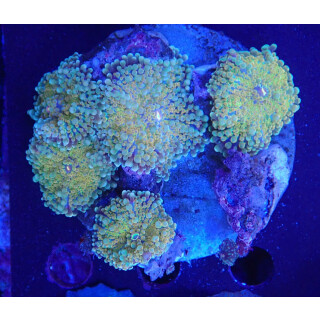 Ricordea yuma Multicolor colony