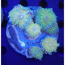 Ricordea yuma Multicolor colony