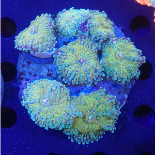 Ricordea yuma Multicolor colony
