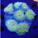Ricordea yuma Multicolor colony