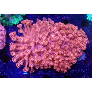 Goniopora sp. red L