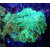 Goniopora sp. green