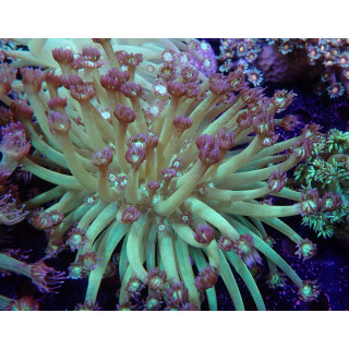 Goniopora sp. bicolor