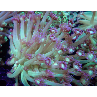 Goniopora sp. bicolor