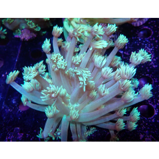 Goniopora sp. green