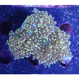 Fimbriaphyllia yaeyamaensis orange DNZ