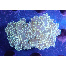 Fimbriaphyllia yaeyamaensis orange DNZ