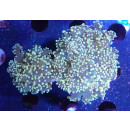 Fimbriaphyllia yaeyamaensis orange DNZ