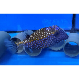 Ostracion meleagris - Whitespotted boxfish male large 
