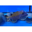 Ostracion meleagris - Whitespotted boxfish male large